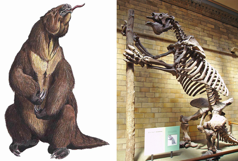Ilustración de un megaterio junto a un esqueleto conservado en el Museo e Historia Natural de Londres.